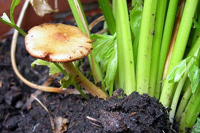 Pholiota spec. (cfr. Pholiota mixta)